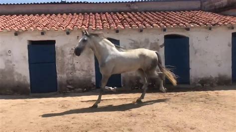 Babe takes serf for horseride. . Cojiendo con caballos